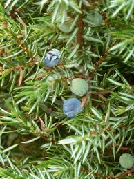Attēlu rezultāti vaicājumam “Juniperus communis leaf”