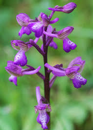 Attēlu rezultāti vaicājumam “Orchis morio”