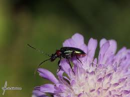 Attēlu rezultāti vaicājumam “Gaurotes virginea”