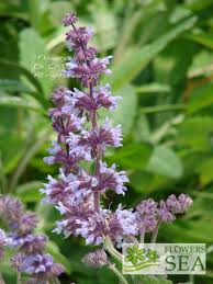 Attēlu rezultāti vaicājumam “Salvia verticillata”