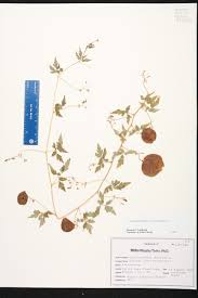 Attēlu rezultāti vaicājumam “Callicladium haldanianum sporophyte”