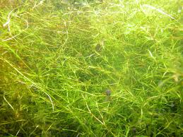 Attēlu rezultāti vaicājumam “Najadaceae”