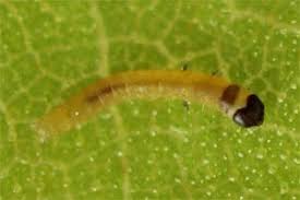 Attēlu rezultāti vaicājumam “Semioscopis oculella”