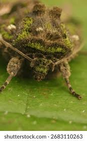 Attēlu rezultāti vaicājumam “Trachea atriplicis”