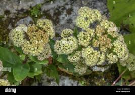 Attēlu rezultāti vaicājumam “Hylotelephium maximum flower”