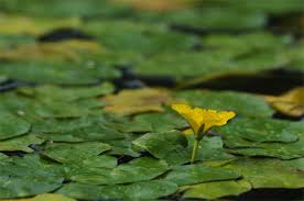 Image result for Seekanne