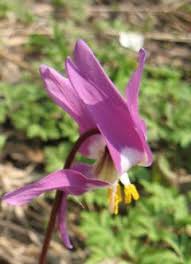 Attēlu rezultāti vaicājumam “Erythronium sibiricum”