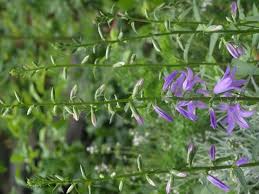 Image result for Campanula rapunculoides