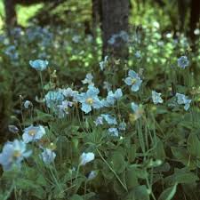Image result for Meconopsis betonicifolia