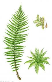 Attēlu rezultāti vaicājumam “Dryopteris affinis”