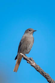 Attēlu rezultāti vaicājumam “Phoenicurus ochruros”