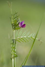 Attēlu rezultāti vaicājumam “Vicia angustifolia flower”