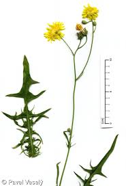 Attēlu rezultāti vaicājumam “Crepis biennis”