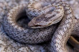 Attēlu rezultāti vaicājumam “Coronella austriaca adult”