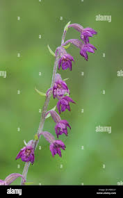 Attēlu rezultāti vaicājumam “Epipactis atrorubens leaf”