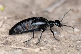 Attēlu rezultāti vaicājumam “Meloe sp.”