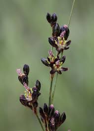 Attēlu rezultāti vaicājumam “Juncus gerardii bud”