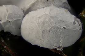 Attēlu rezultāti vaicājumam “Diderma subviridifuscum spores”