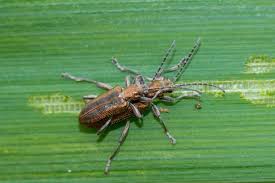 Attēlu rezultāti vaicājumam “Capsus ater imago”