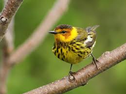 Image result for Dendroica tigrina