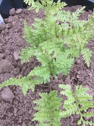 Attēlu rezultāti vaicājumam “Polypodium vulgare”