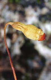 Attēlu rezultāti vaicājumam “Bryum pallescens”