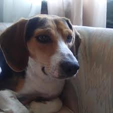 Image result for Lanreath Smbc