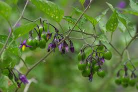 Attēlu rezultāti vaicājumam “Solanum dulcamara fruit”