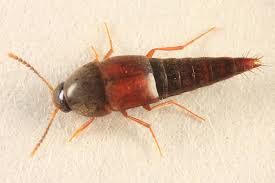 Attēlu rezultāti vaicājumam “Sepedophilus sp.”