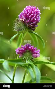 Attēlu rezultāti vaicājumam “Trifolium alpestre flower”