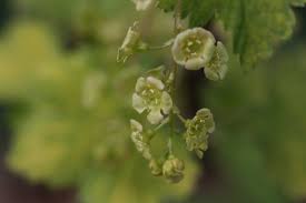 Attēlu rezultāti vaicājumam “Ribes rubrum”