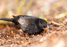 Attēlu rezultāti vaicājumam “Turdus merula male”