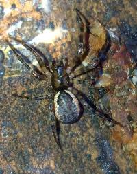 Attēlu rezultāti vaicājumam “Neriene montana”