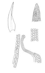 Attēlu rezultāti vaicājumam “Racomitrium heterostichum”