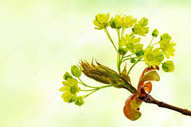 Attēlu rezultāti vaicājumam “Acer platanoides flower”