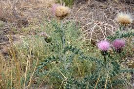 Attēlu rezultāti vaicājumam “Cirsium x rigens flower”