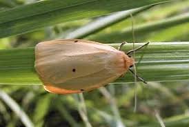 Attēlu rezultāti vaicājumam “Cybosia mesomella”