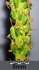 Attēlu rezultāti vaicājumam “Plantago major subsp. intermedia leaf”