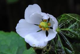Attēlu rezultāti vaicājumam “Podophyllum hexandrum flower”