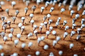 Attēlu rezultāti vaicājumam “Craterium leucocephalum”