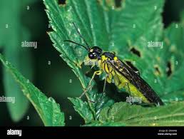 Attēlu rezultāti vaicājumam “Rhogogaster viridis”