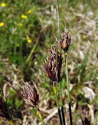 Attēlu rezultāti vaicājumam “Schoenus ferrugineus flower”