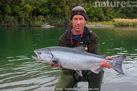Image result for Oncorhynchus tshawytscha