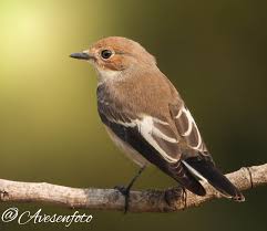Attēlu rezultāti vaicājumam “Ficedula hypoleuca”