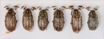 Attēlu rezultāti vaicājumam “Scarabaeidae”