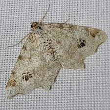 Attēlu rezultāti vaicājumam “Macaria notata”