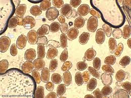 Attēlu rezultāti vaicājumam “Uromyces dactylidis”