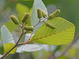 Attēlu rezultāti vaicājumam “Alnus”