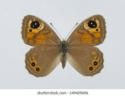 Attēlu rezultāti vaicājumam “Lasiommata petropolitana upperside”