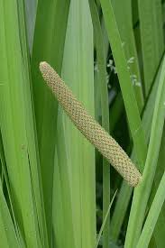 Image result for Acorus calamus